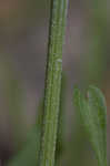 Pinnate prairie coneflower